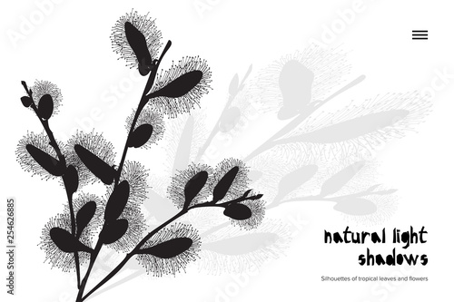Abstract banner with black pussy willow leaves shadow isolated on white background. Vintage style Presentation template