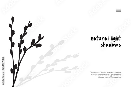 Abstract banner with black pussy willow leaves shadow isolated on white background. Vintage style Presentation template