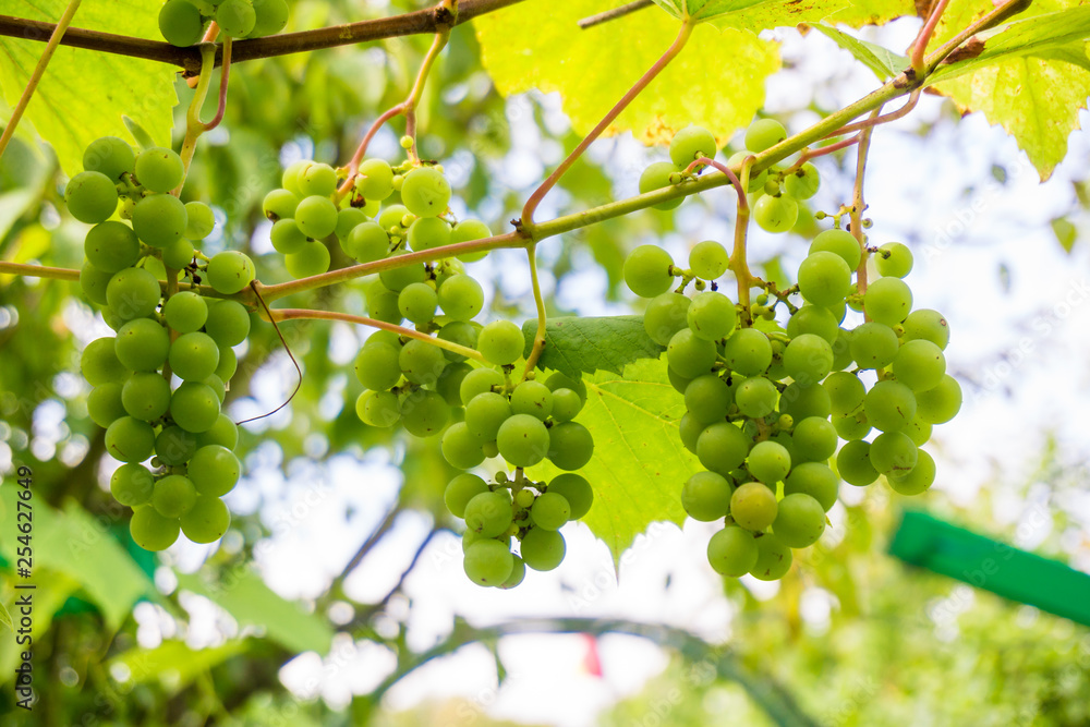 grapes on tree in the vineyard at sunlight grapes on tree in the vineyard at sunlight