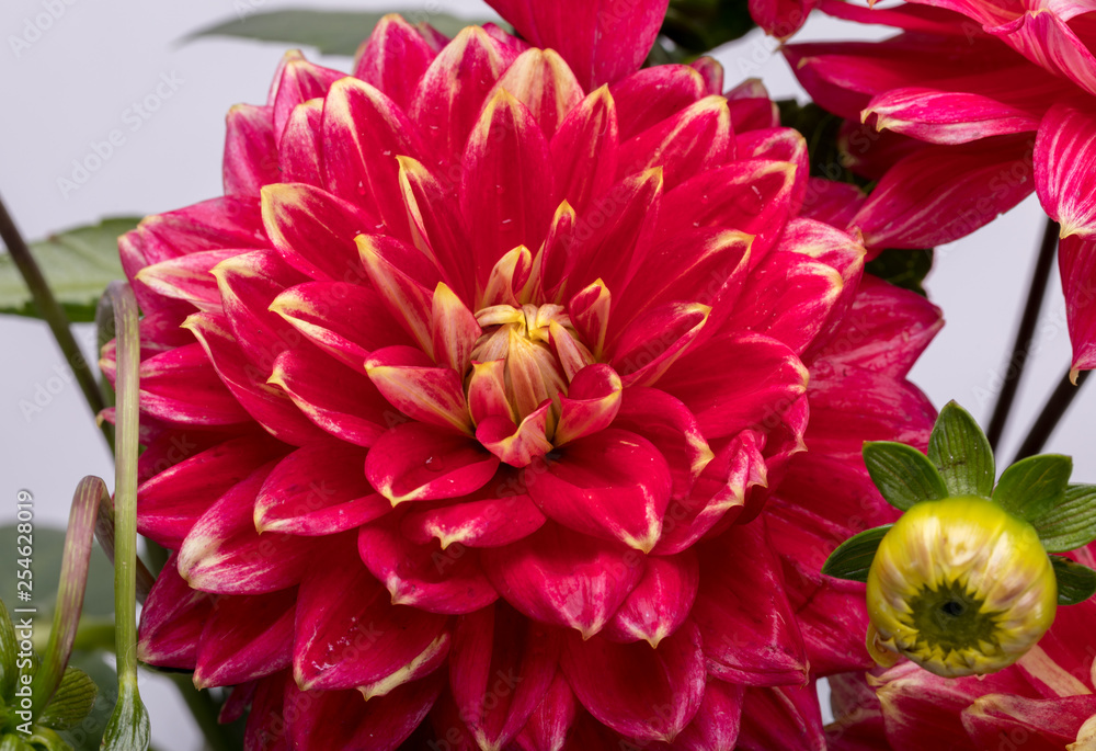 Red dahlia flower isolated on white background