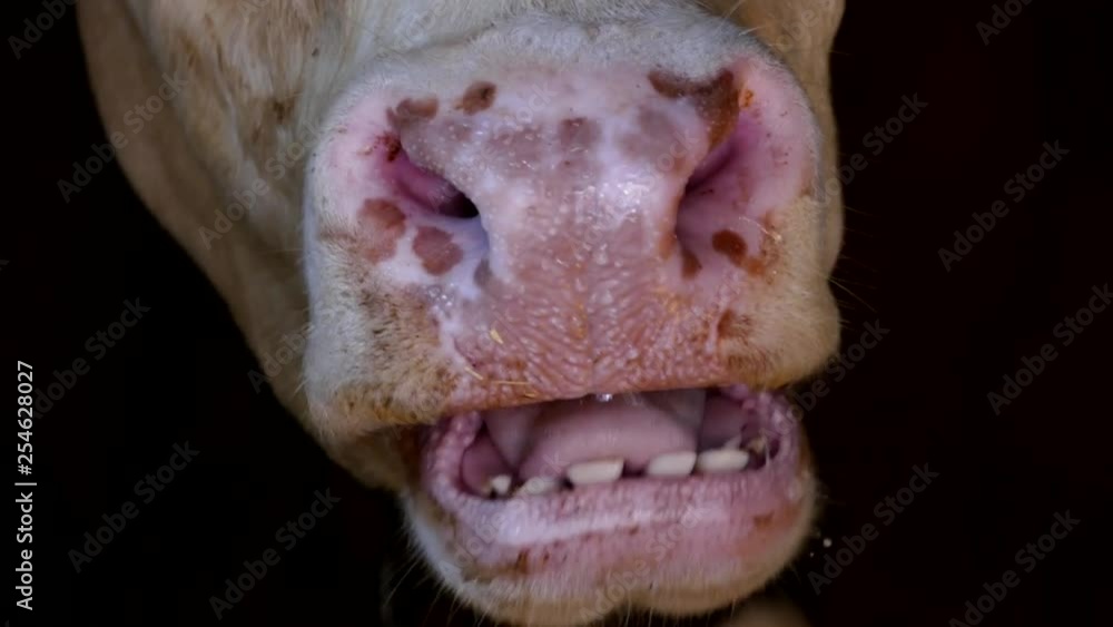 close-up of a cow's mouth and teeth, close-up of a cow's mouth and teeth,