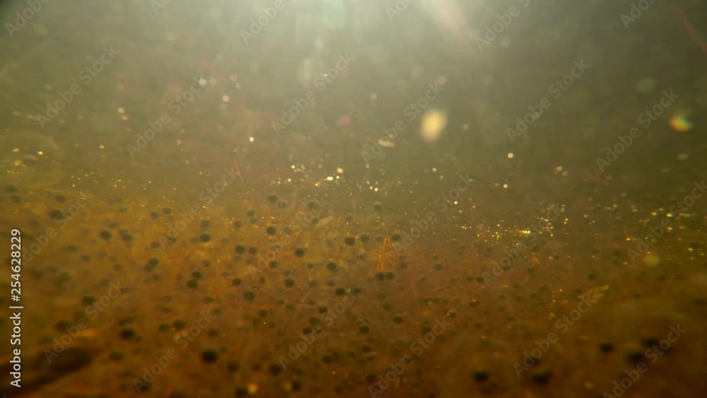 frog eggs, moor frogs frog eggs, moor frogs