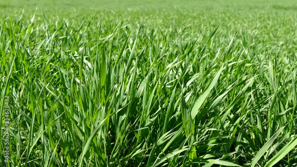 spike and wheat fields in the spring months, unripe wheat field, spike and wheat fields in the spring months, unripe wheat field,