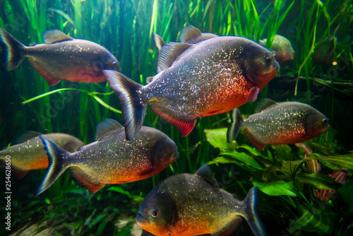 piranha fish underwater close up portrait