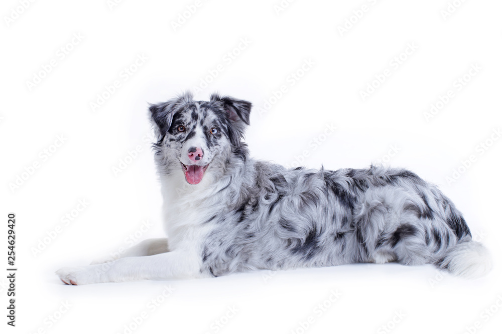 A blue merle australian sales shepherd