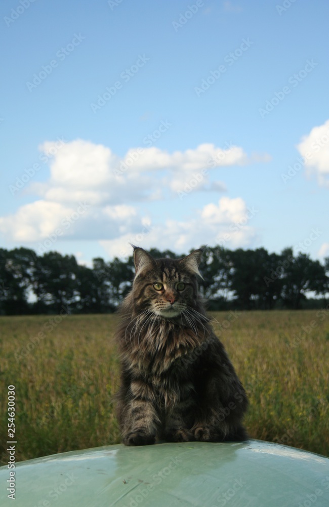 Obraz premium Maine Coon