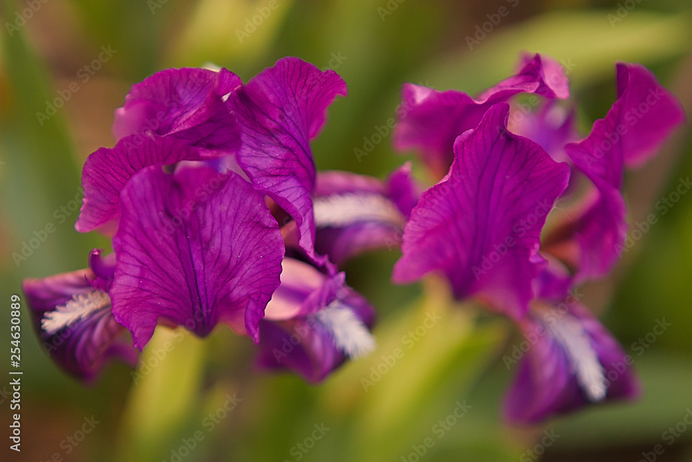 Spring blossom background. Beautiful flowers of purple iris. Selective focus. Spring blossom background. Beautiful flowers of purple iris. Selective focus.