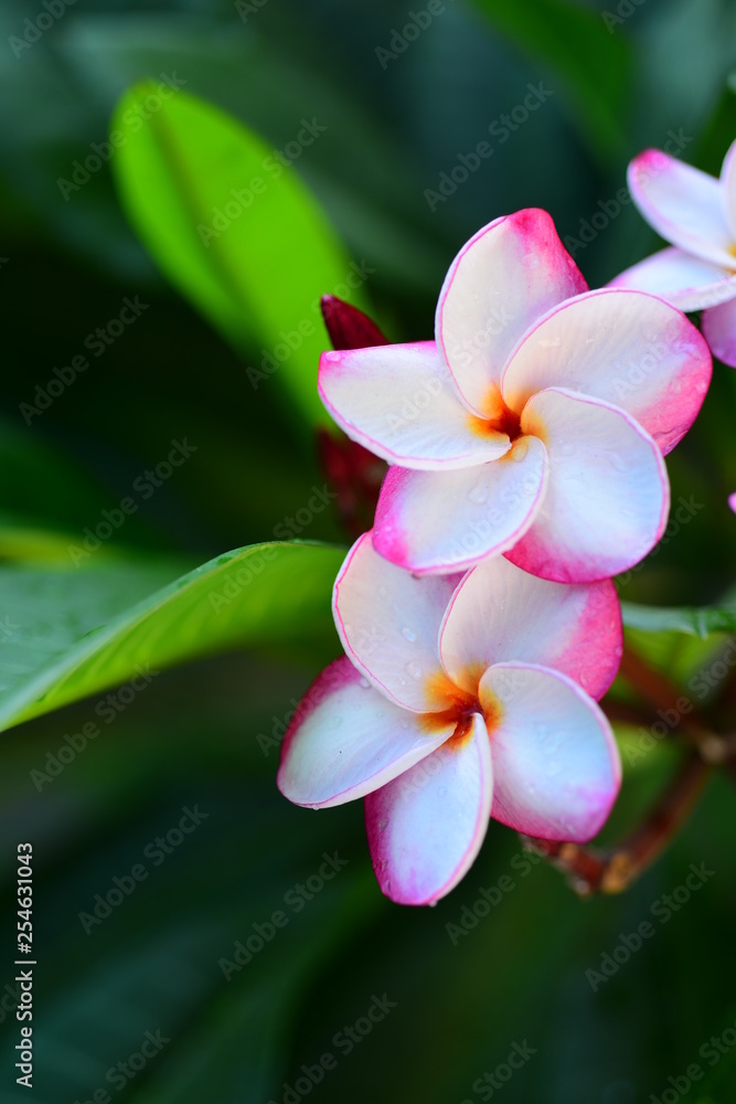 Beautiful Colorful Flowers