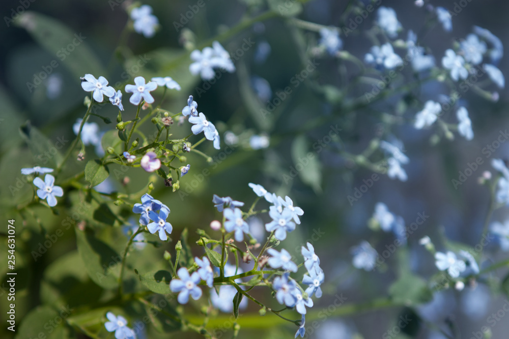 Spring blossom background. gentle blue flowers. Feeling of joy and morning freshness