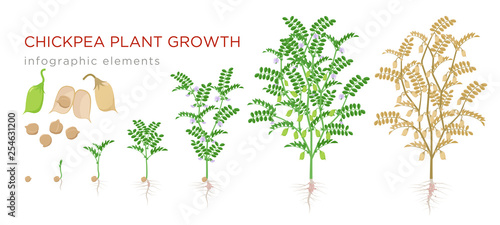 Chickpea plant growth stages infographic elements. Growing process of chickpeas from seeds, sprout to mature plant fruit-bearing with roots vector illustration life cycle isolated on white background. photo