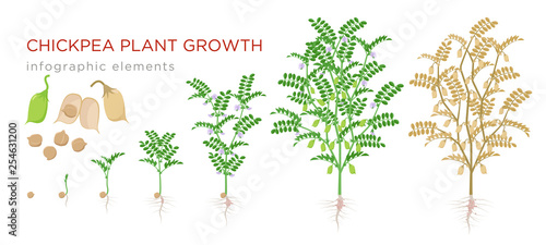 Chickpea plant growth stages infographic elements. Growing process of chickpeas from seeds, sprout to mature plant fruit-bearing with roots vector illustration life cycle isolated on white background.