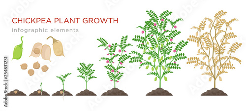 Chickpea plant growth stages infographic elements. Growing process of chickpeas from seeds, sprout to mature plant growing from soil, life cycle isolated on white background vector flat illustration.