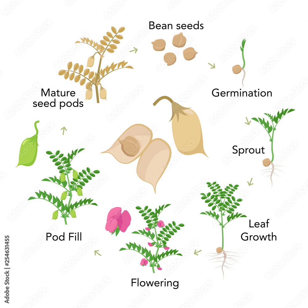 Stages Of Vegetable Plant Growth