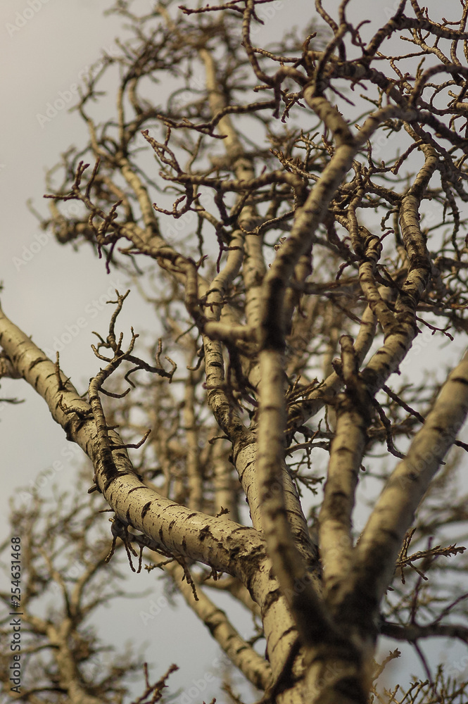 Fototapeta premium branches of a tree