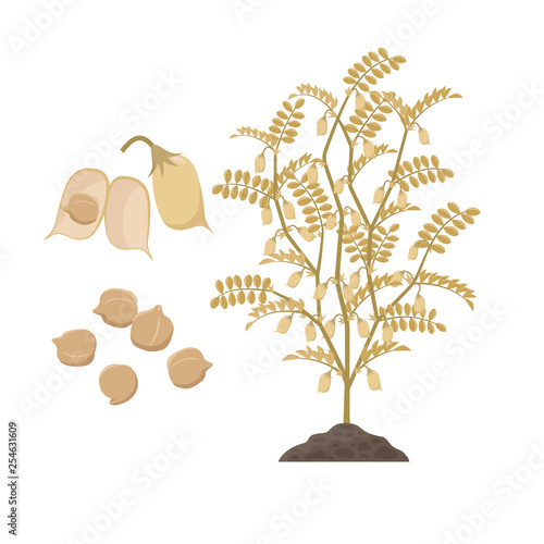 Ripe chickpea plant with open pods and chick peas seeds isolated on white background vector illustration in flat design. Chickpeas crop time, mature plant with light brown pods.