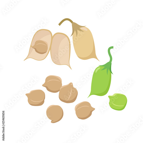 Open chickpea pod and various ripe chickpeas seeds isolated on white background vector illustration in flat design.