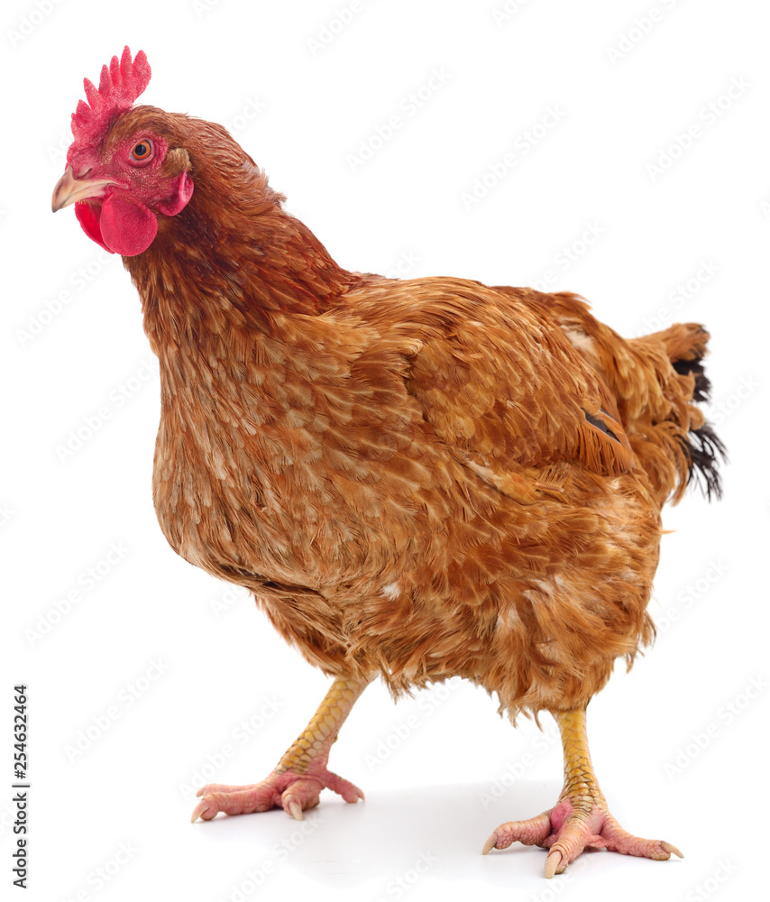 Fototapeta premium Brown hen isolated.