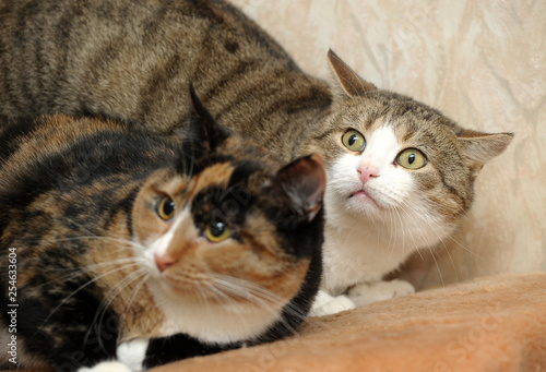 Photography two frightened cats together
