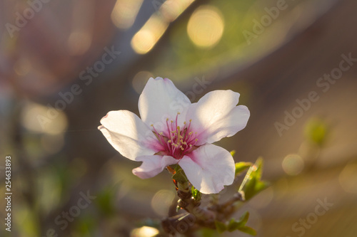 Almond trees in flower