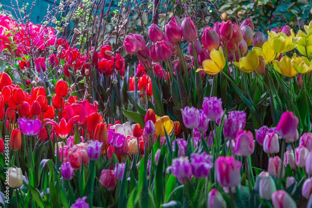 Colorful bright tulips blossom in early spring Colorful bright tulips blossom in early spring