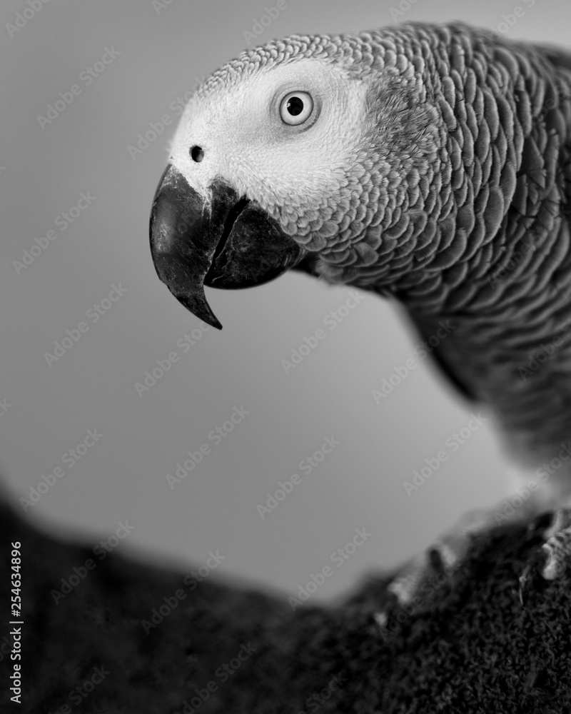Fototapeta premium Close-up portrait of a gray parrot in black and white.