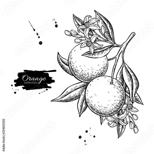 Orange branch vector drawing. Summer fruit engraved  illustration.