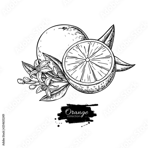 Orange vector drawing. Summer fruit engraved  illustration. Isolated hand drawn