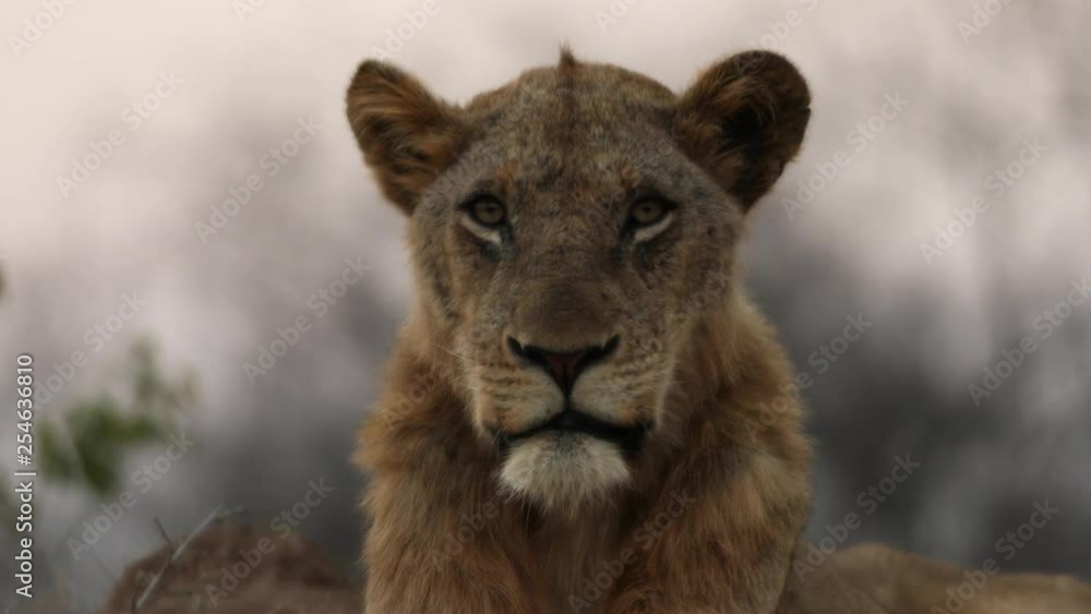 Male lion looking down the lens in South Africa Male lion looking down the lens in South Africa