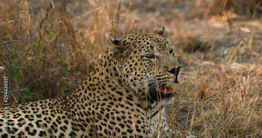 Male leopard sitting under a tree in South Africa Male leopard sitting under a tree in South Africa