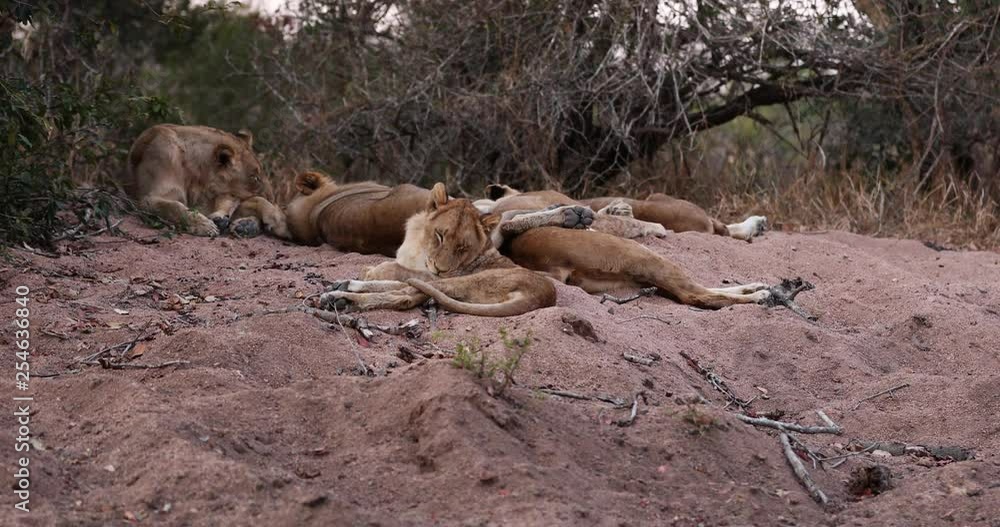 Sleeping pride of lions in South Africa