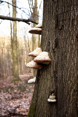 old mushrooms on a tree in the forest
