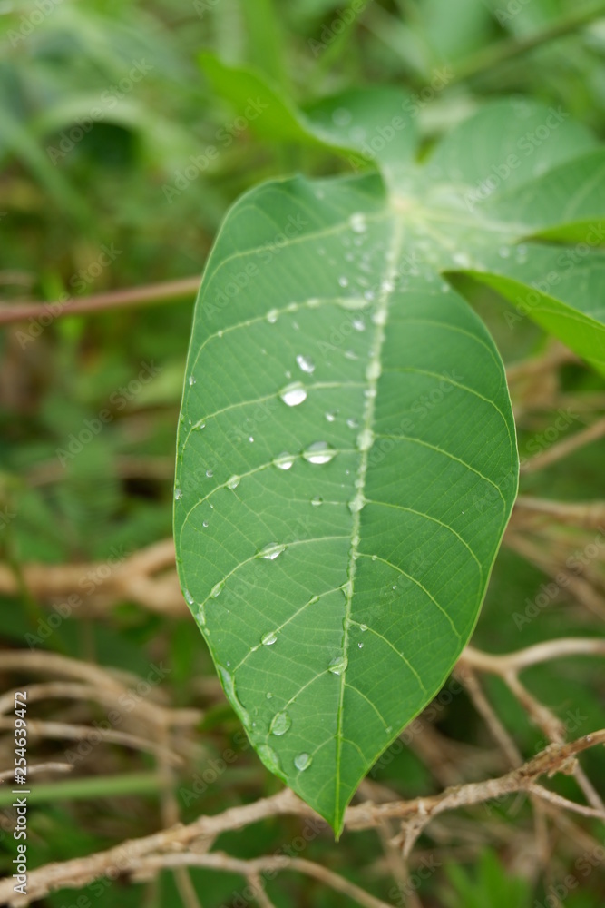 dew on the leaves dew on the leaves