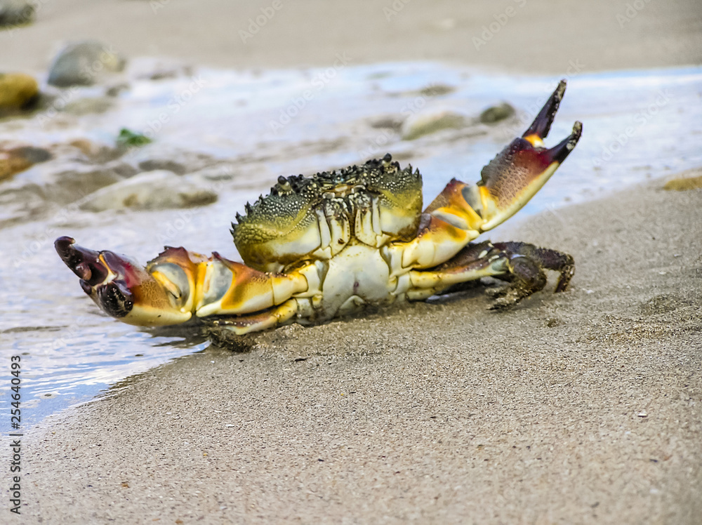 live crab on a tropical beach. crab hiding in the sand at high tide live crab on a tropical beach. crab hiding in the sand at high tide