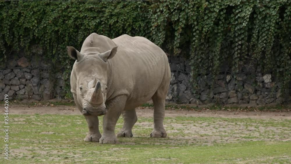 Large adult rhinoceros standing on grass. Southern White Rhino is now endangered. Large adult rhinoceros standing on grass. Southern White Rhino is now endangered.