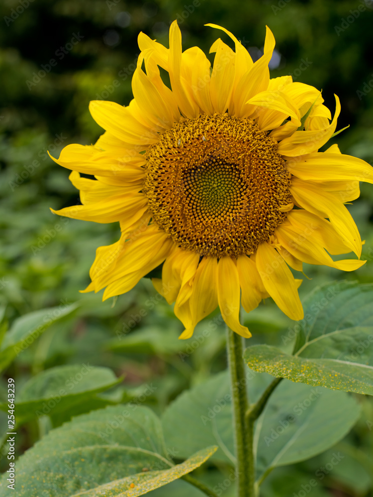Obraz premium Sunflower natural background. Sunflower blooming.