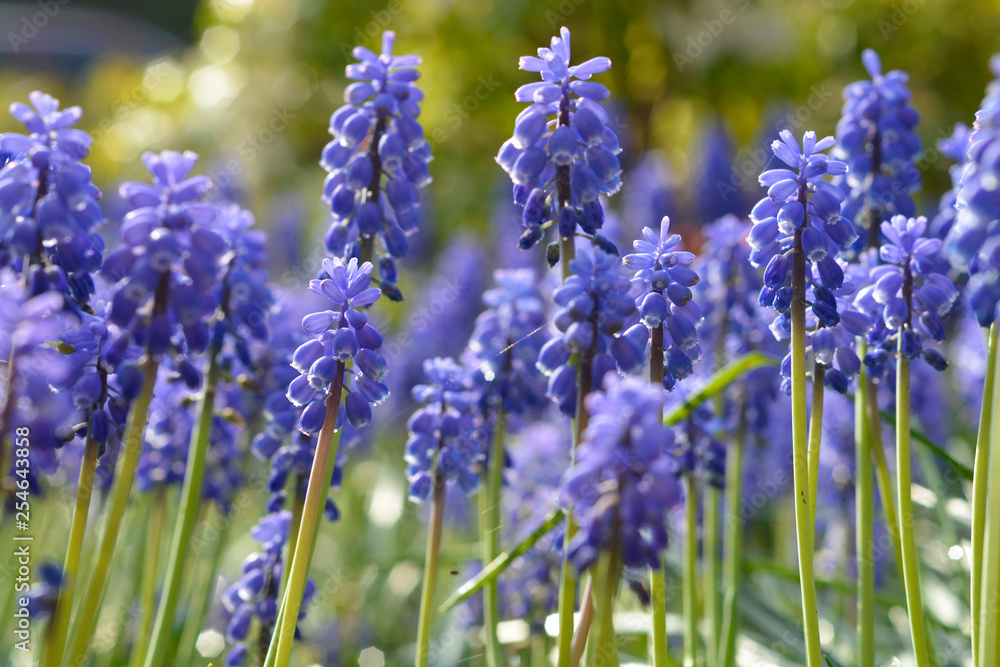 Obraz premium Field of blue grape flowers in the spring