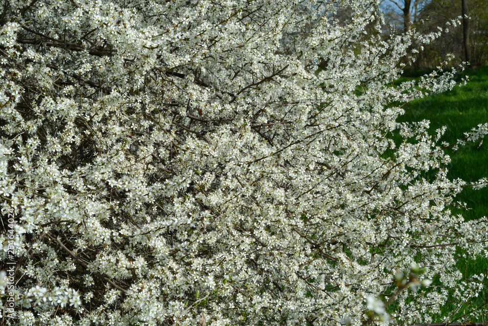 White blossom trees in the spring with flowering twigs White blossom trees in the spring with flowering twigs
