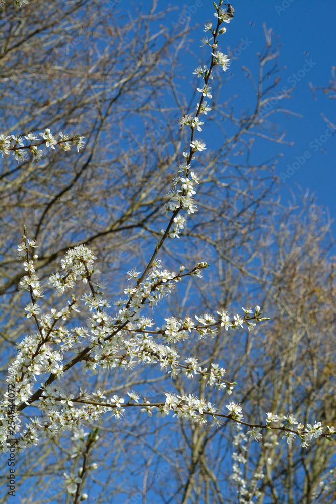 White blossom trees in the spring with flowering twigs White blossom trees in the spring with flowering twigs