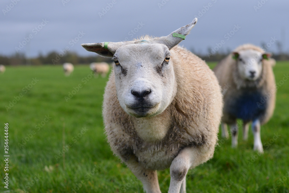 Fototapeta premium sheep on a green field