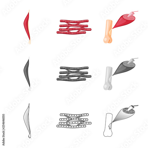 Vector design of fiber and muscular symbol. Set of fiber and body  vector icon for stock.