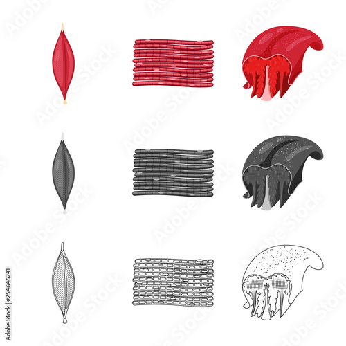 Vector illustration of fiber and muscular logo. Collection of fiber and body  stock vector illustration.