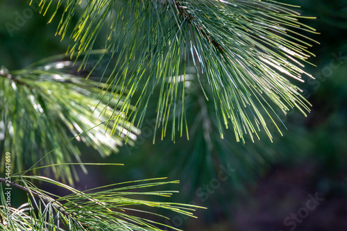 Long green needles of white pine Pinus strobus against sun on  blurred green garden. Selective macro focus upper needles on right. Original texture of natural pine greenery. Place for your text photo