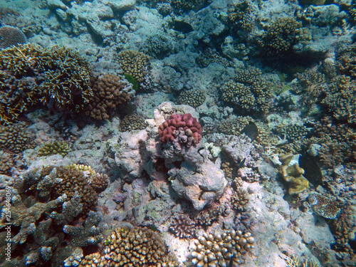 underwater  coral  Great barrier reef  Cairns  Australia