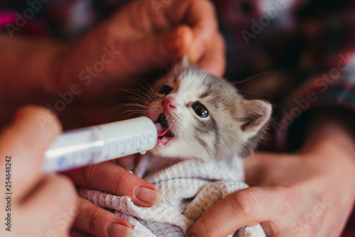 The little kitten is fed milk from a syringe.