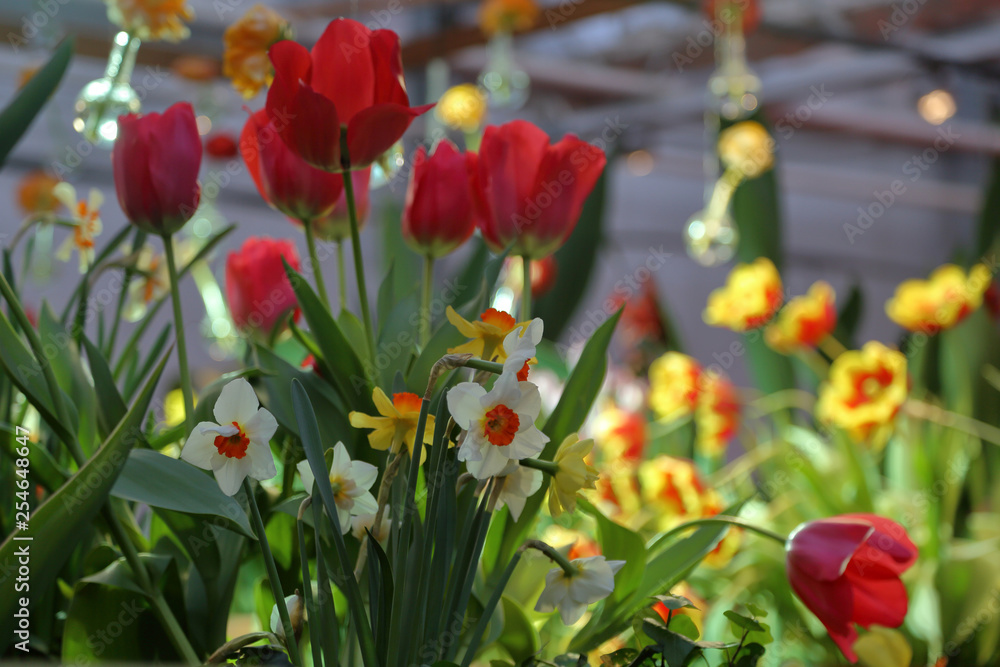 Colorful bright daffodils blossom in early spring Colorful bright daffodils blossom in early spring
