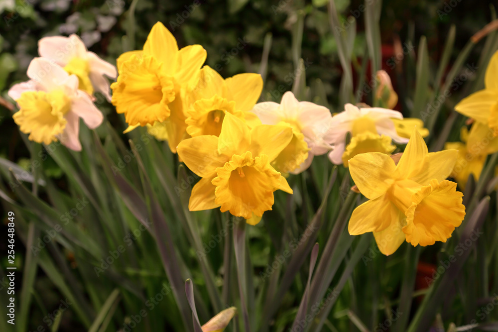 Colorful bright daffodils blossom in early spring Colorful bright daffodils blossom in early spring