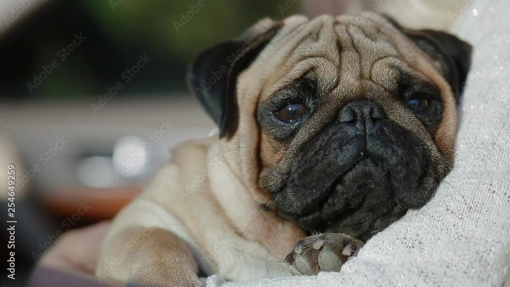 Pug sitting on the woman's hands in the car Pug sitting on the woman's hands in the car