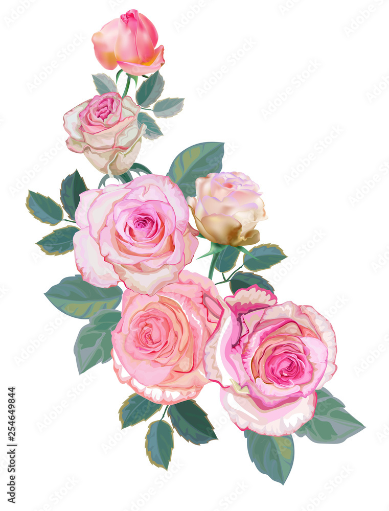 Pink rose  beautiful nature -vector