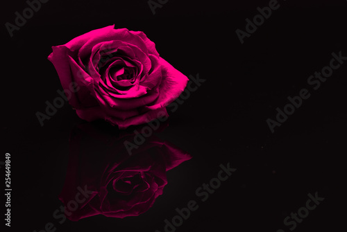 Rose. Flower. Head. Reflected. Pink. Macro