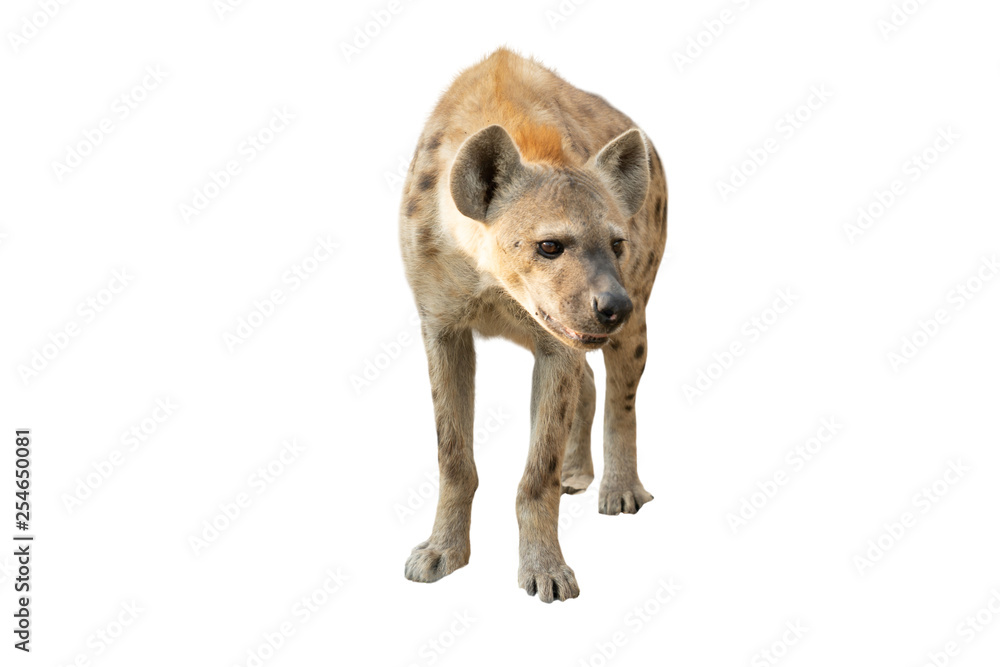 Obraz premium spotted hyena isolated